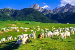 科普常識(shí)丨養(yǎng)羊就怕三個(gè)“換”，養(yǎng)殖戶切記別犯錯(cuò)！